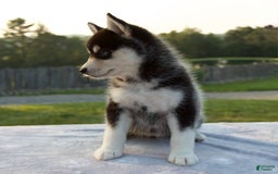 Pomsky dogs for sale: Tessa - Image 3