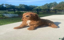Mini Goldendoodle dogs for sale: Dexter - Image 8
