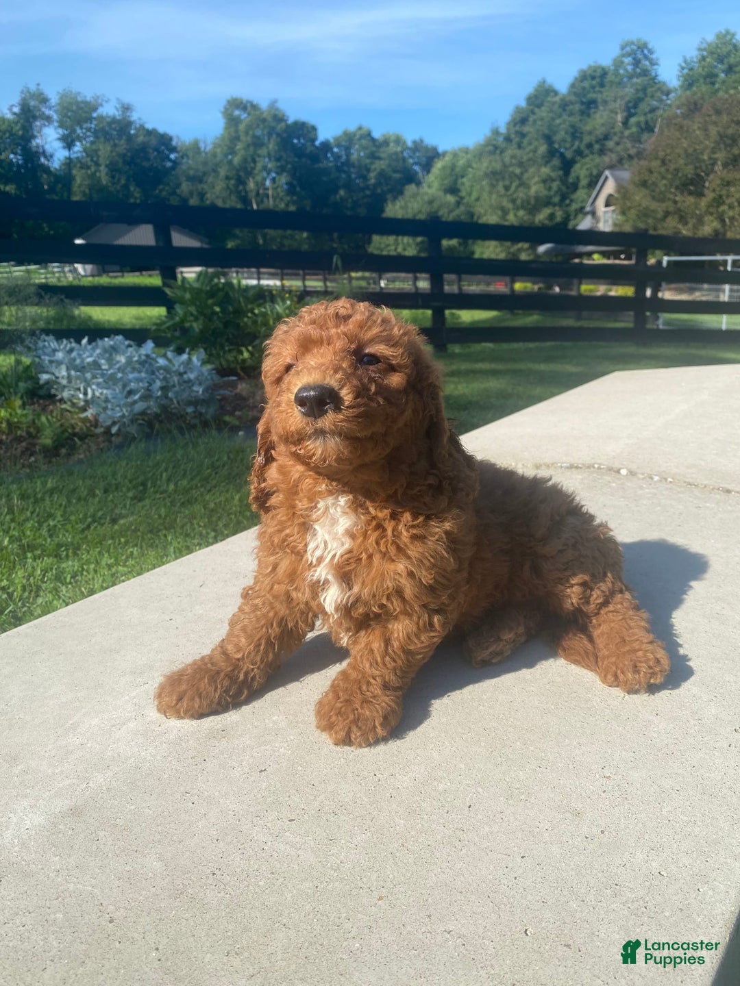 Mini Goldendoodle dogs for sale: Dexter - Image 8