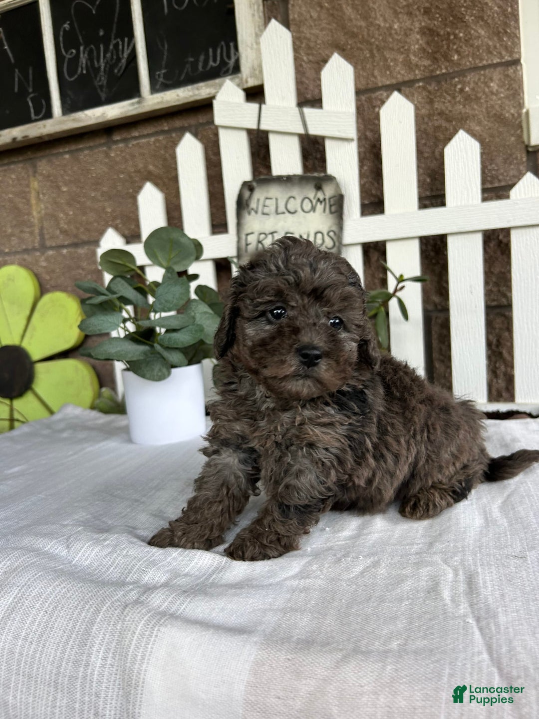 Miniature Poodle dogs for sale: Gianna - Image 1