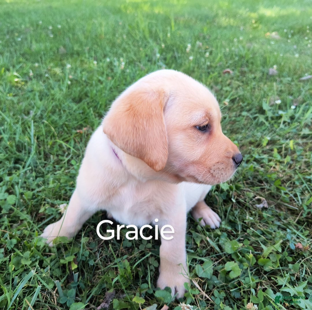 Labrador Retriever dogs for sale: Gracie - Image 3