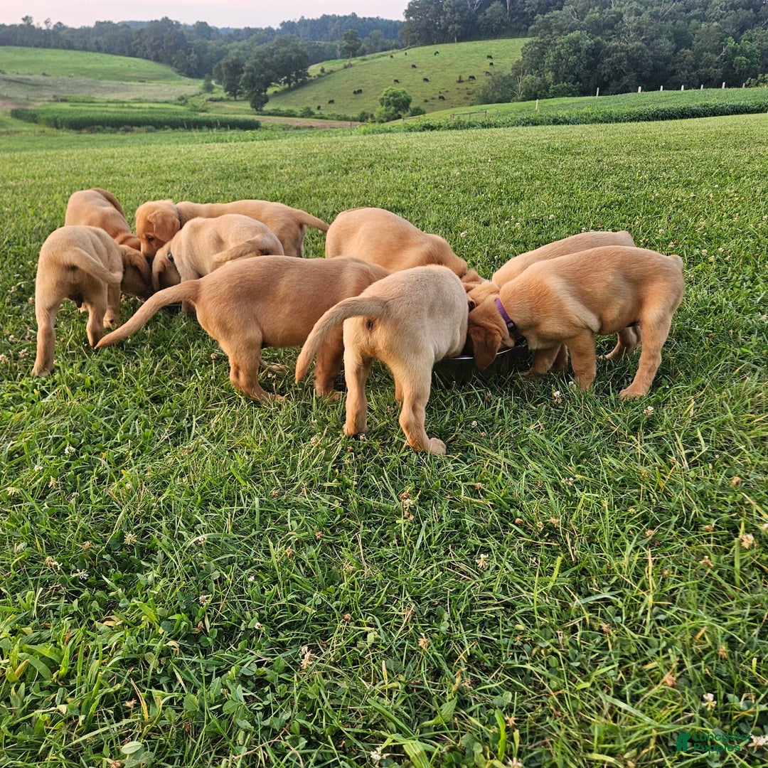 Labrador Retriever dogs for sale: Timmy - Image 5