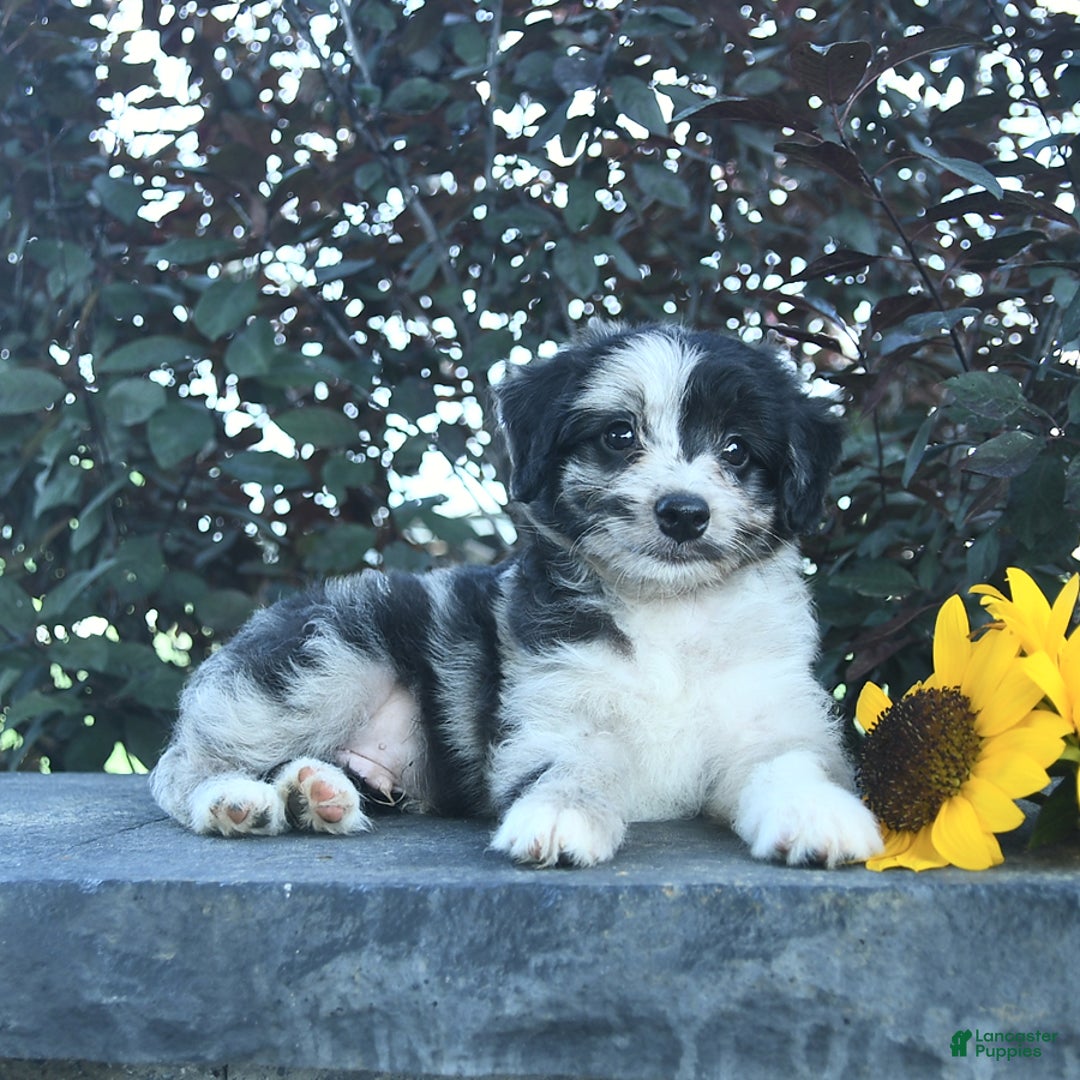 Aussiedoodle dogs for sale: Shadow - Image 2