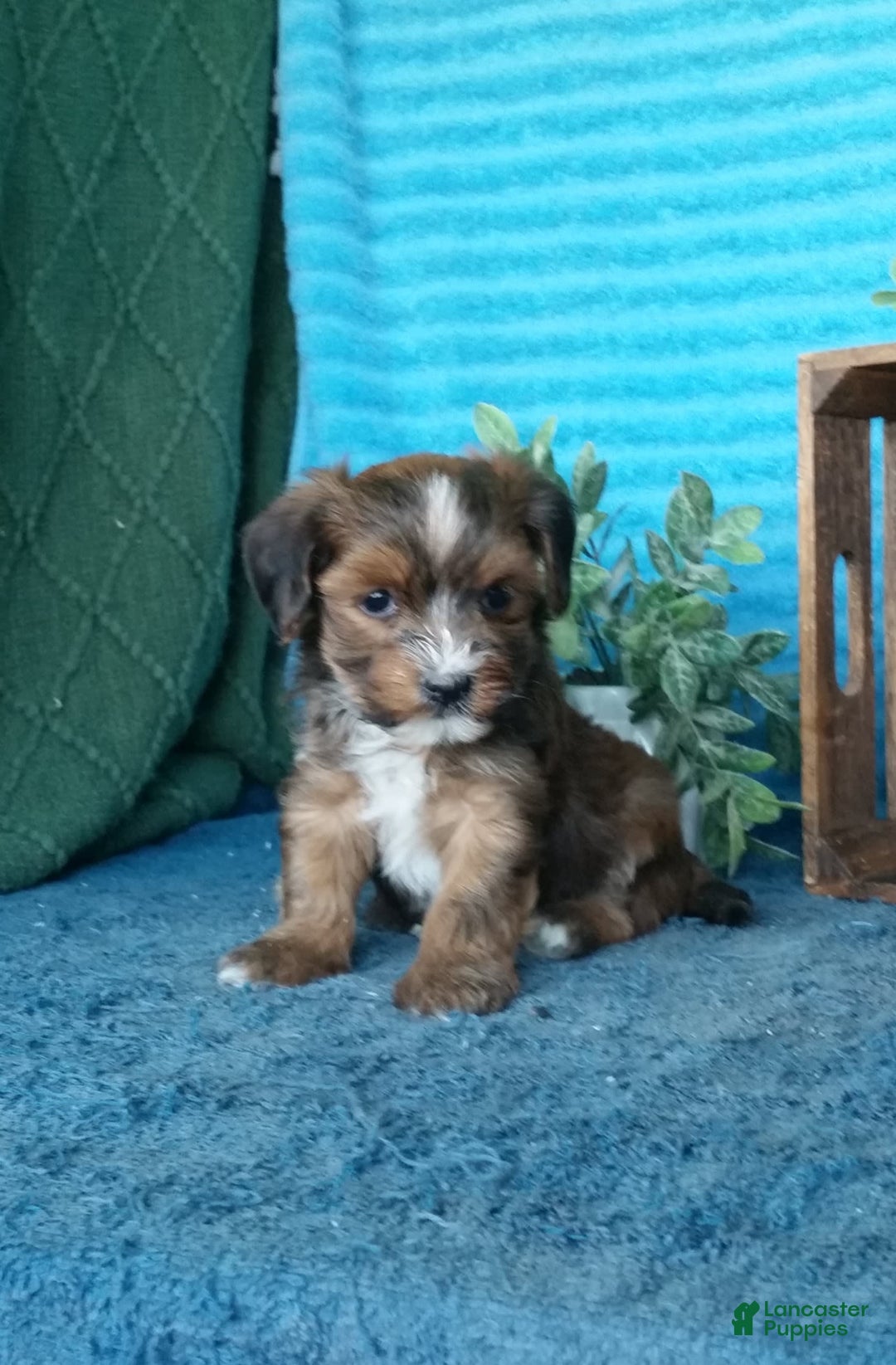 Havanese dogs for sale: Buttercup - Image 1