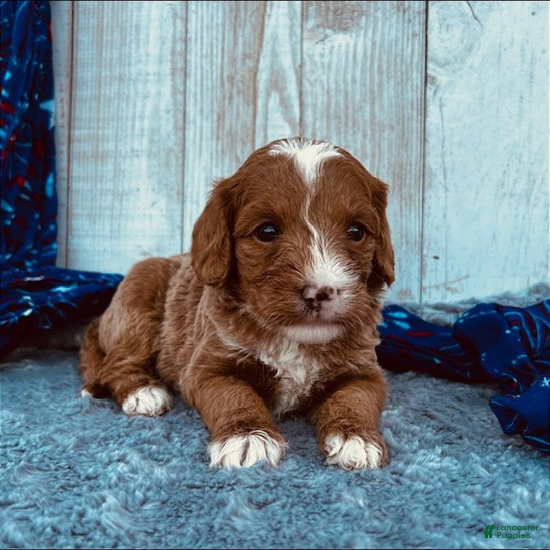 Mini Goldendoodle dogs for sale: Moxy Mini F1b - Image 2