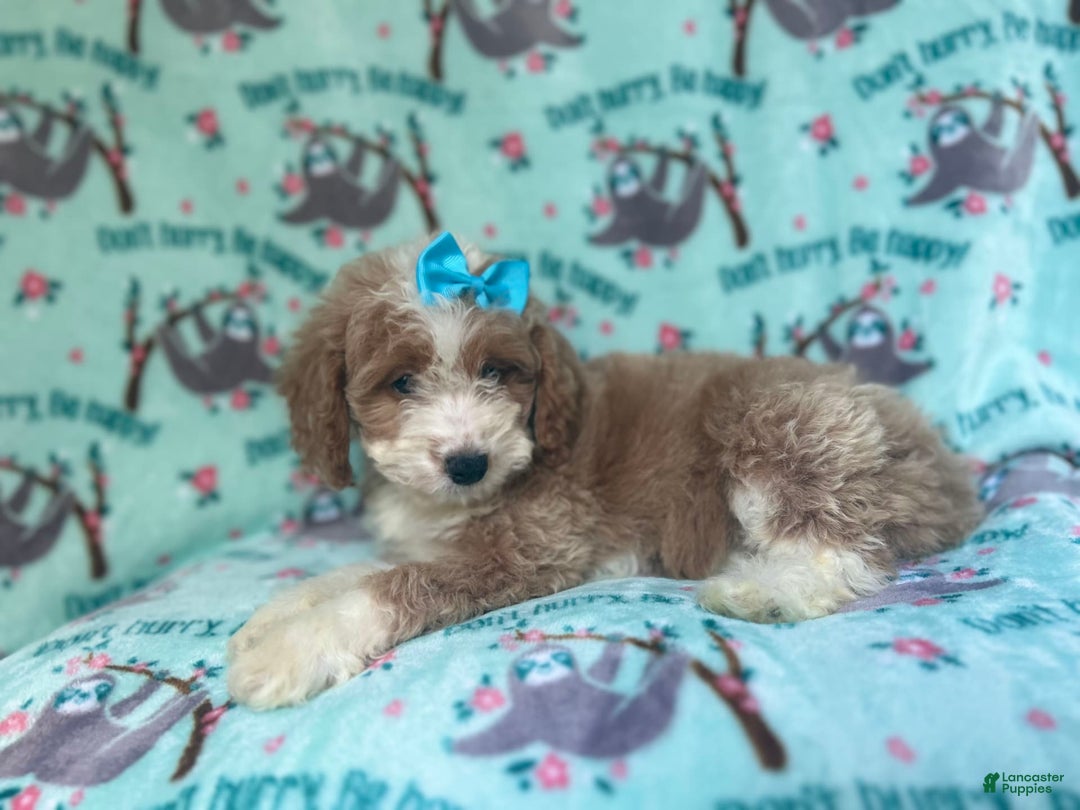 Cockapoo dogs for sale: Buttercup - Image 4