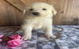 Great Pyrenees dogs for sale: Stella - Image 2