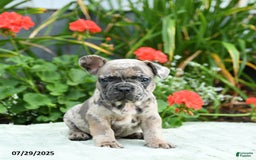 French Bulldog dogs for sale: Banjo - Image 4