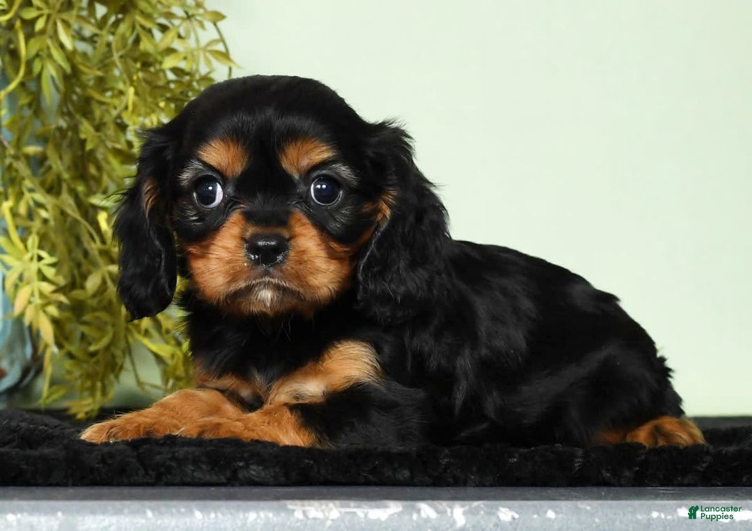 Cavalier King Charles Spaniel dogs for sale: Milo - Image 4