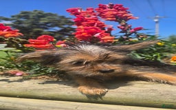 Yorkshire Terrier dogs for sale: Spike - Image 7