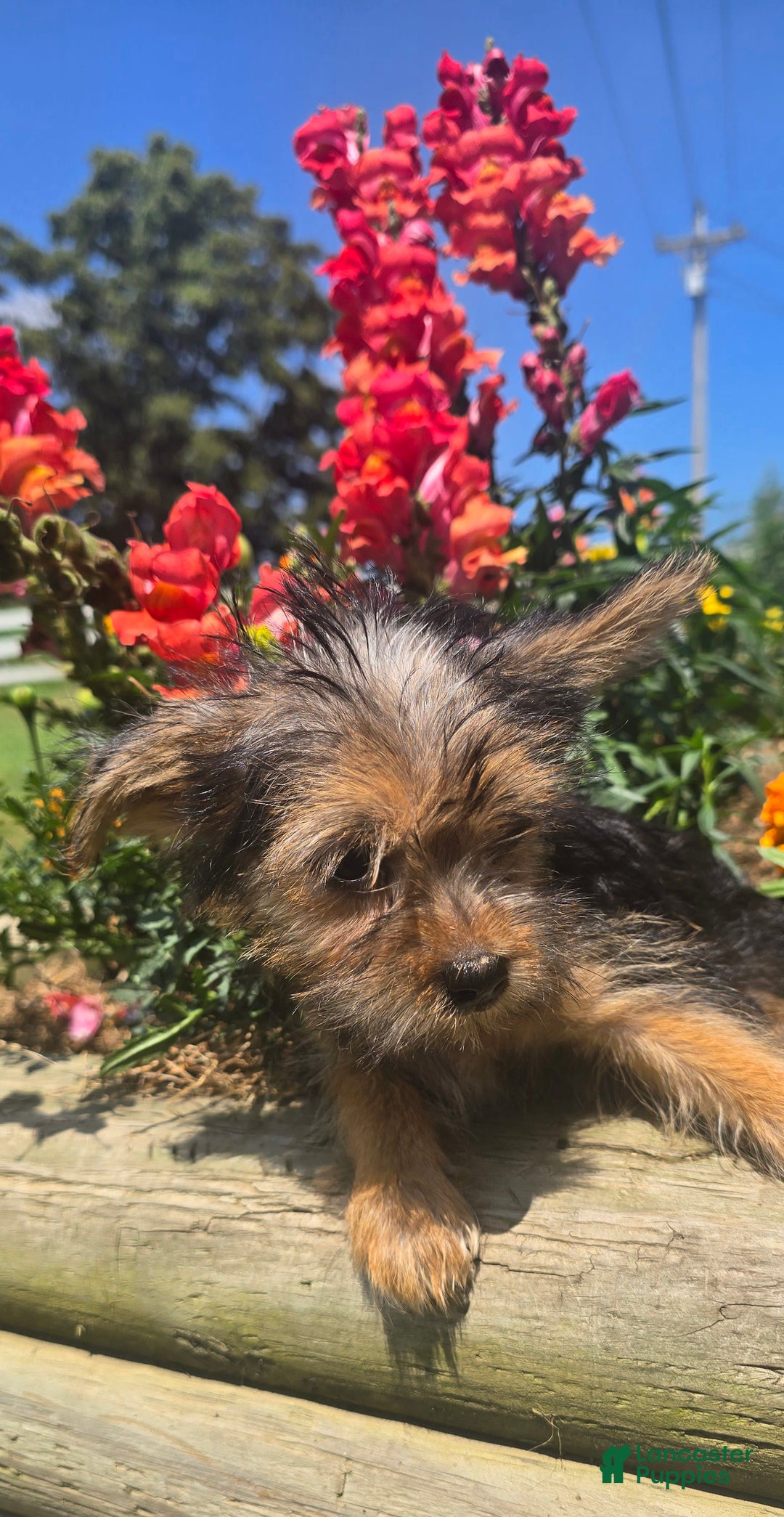 Yorkshire Terrier dogs for sale: Spike - Image 7