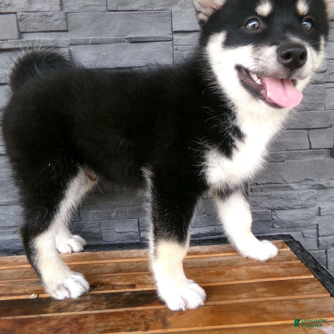 Pomsky dogs for sale: Sammy - Image 13