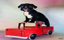 Frenchton dogs for sale: Carrie Dna Clear - Image 5