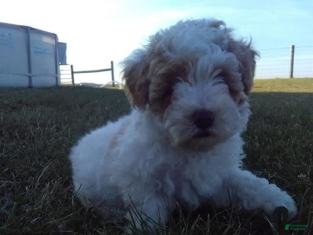 Toy Poodle dogs for sale: Chloe - Image 4