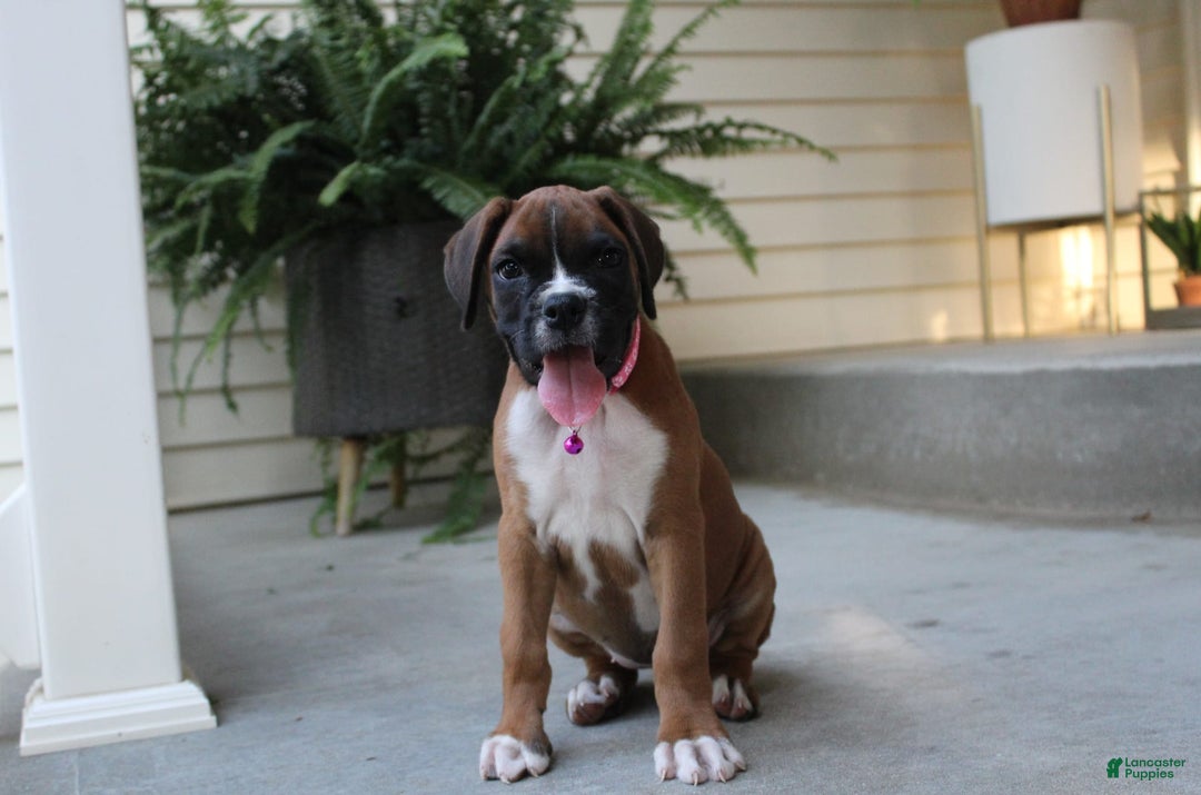 Boxer dogs for sale: Zoey - Image 1