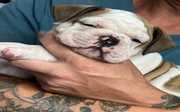 Olde English Bulldogge dogs for sale: Mlo - Image 5