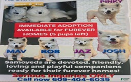 Samoyed dogs for sale: Maverick - Image 2