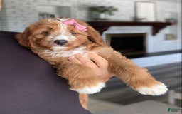 Bernedoodle dogs for sale: Autumn - Image 3
