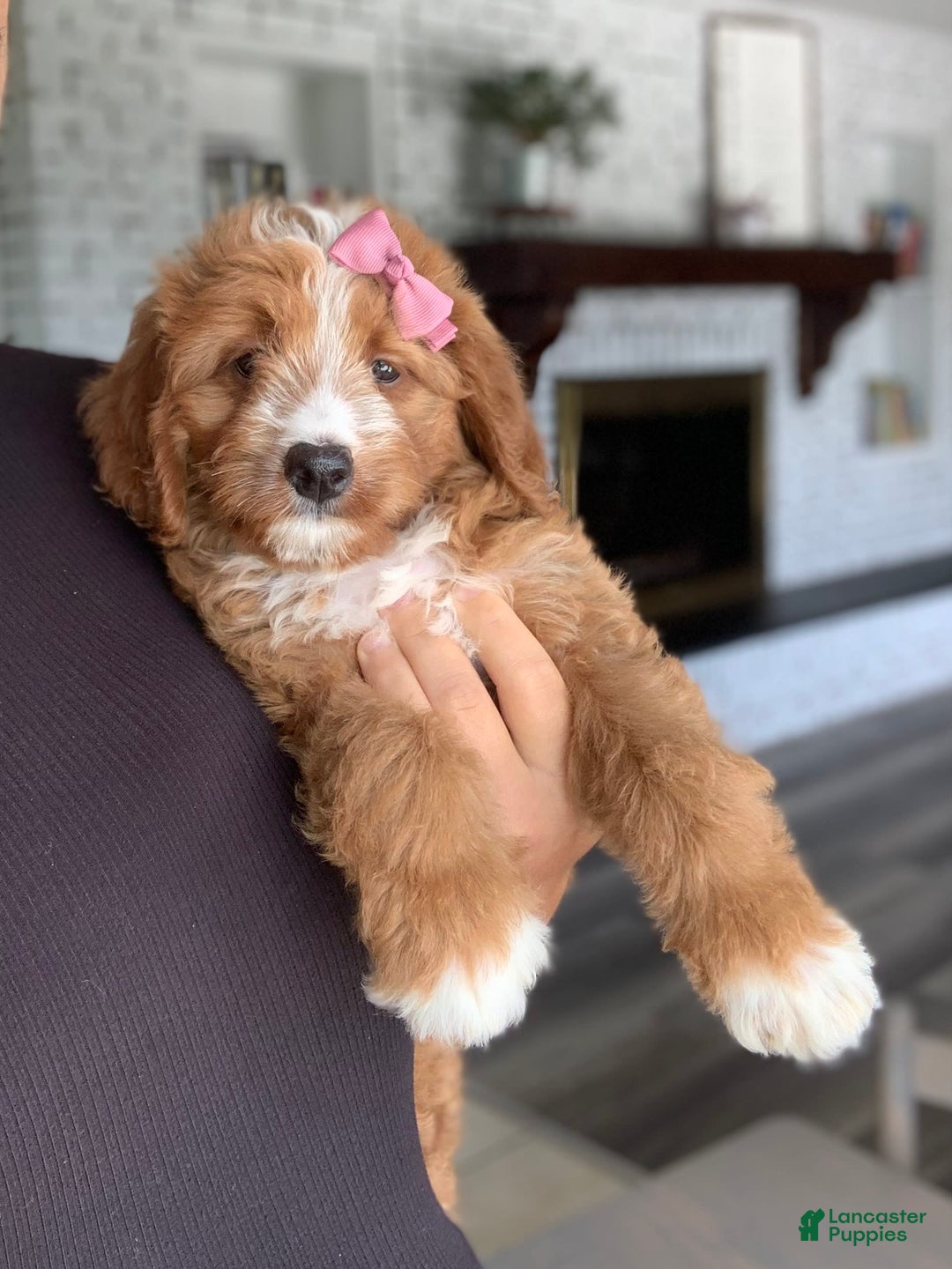 Bernedoodle dogs for sale: Autumn - Image 3