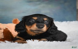 Miniature Dachshund dogs for sale: Mason - Image 8