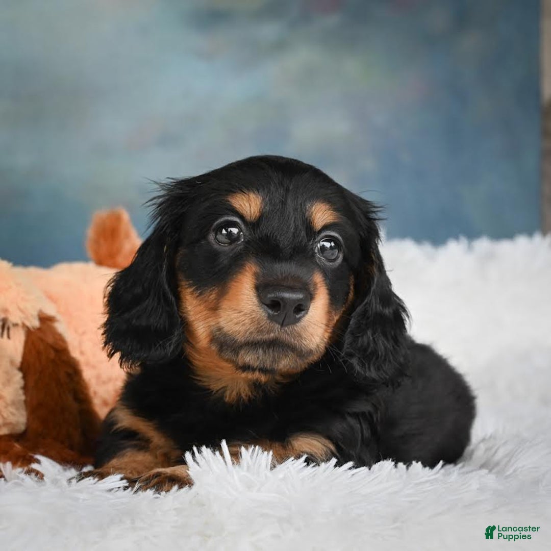 Miniature Dachshund dogs for sale: Mason - Image 8