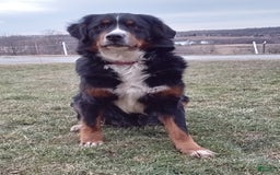 Mini Bernedoodle dogs for sale: Rambo - Image 45