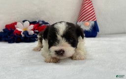 Miniature Schnauzer dogs for sale: Fancy Male 2 Akc Liver Parti - Image 5