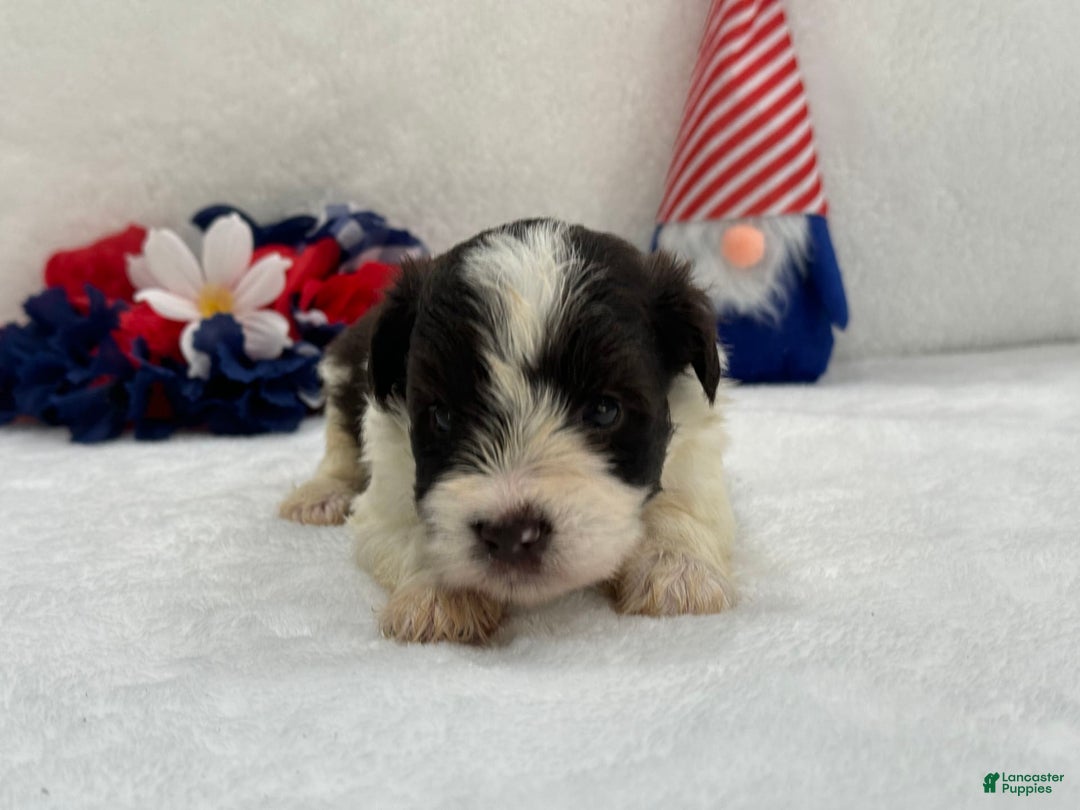 Miniature Schnauzer dogs for sale: Fancy Male 2 Akc Liver Parti - Image 5