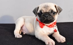 Pug dogs for sale: Tinker - Image 1