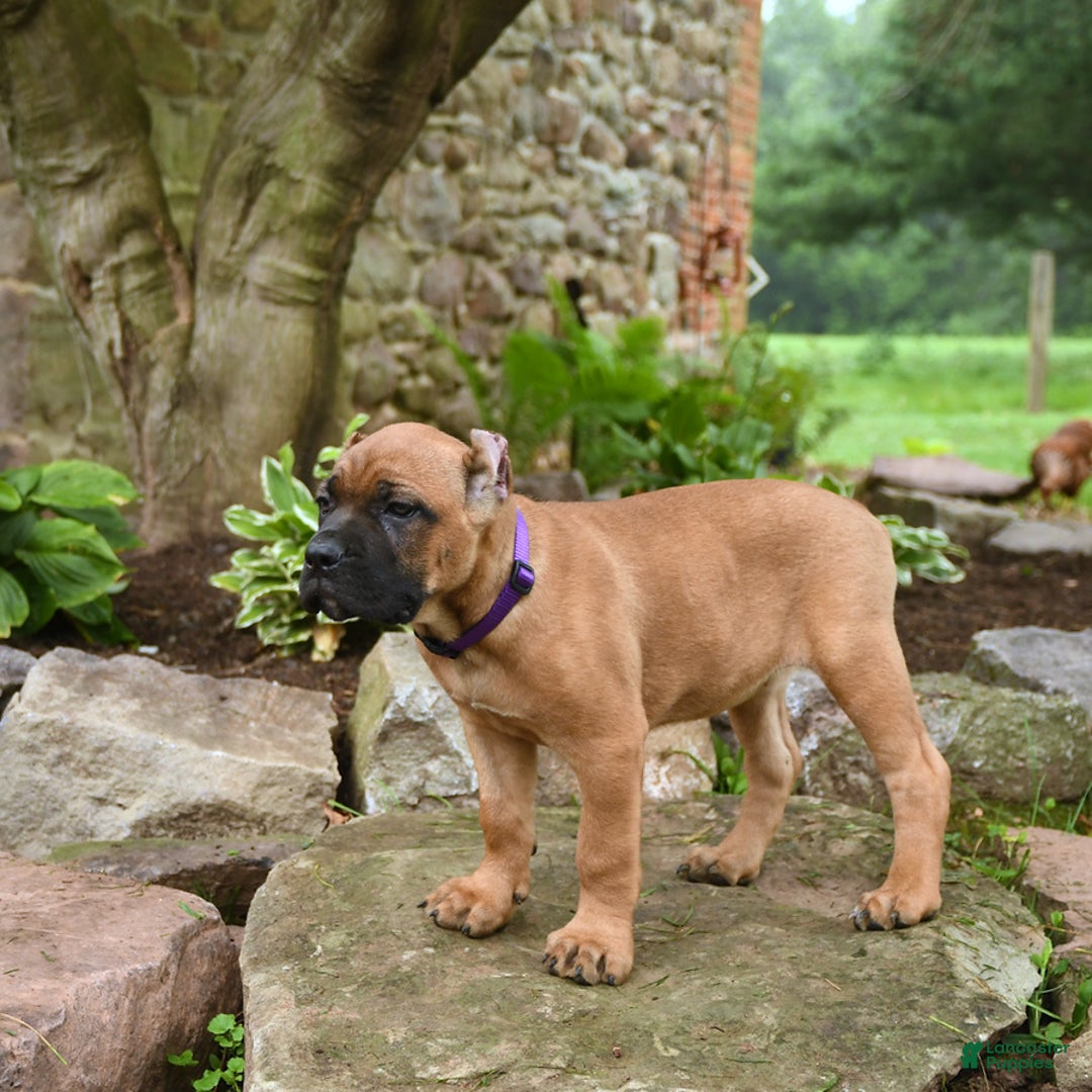 Cane Corso dogs for sale: Tova - Image 13