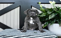 Cane Corso dogs for sale: Flash - Image 3
