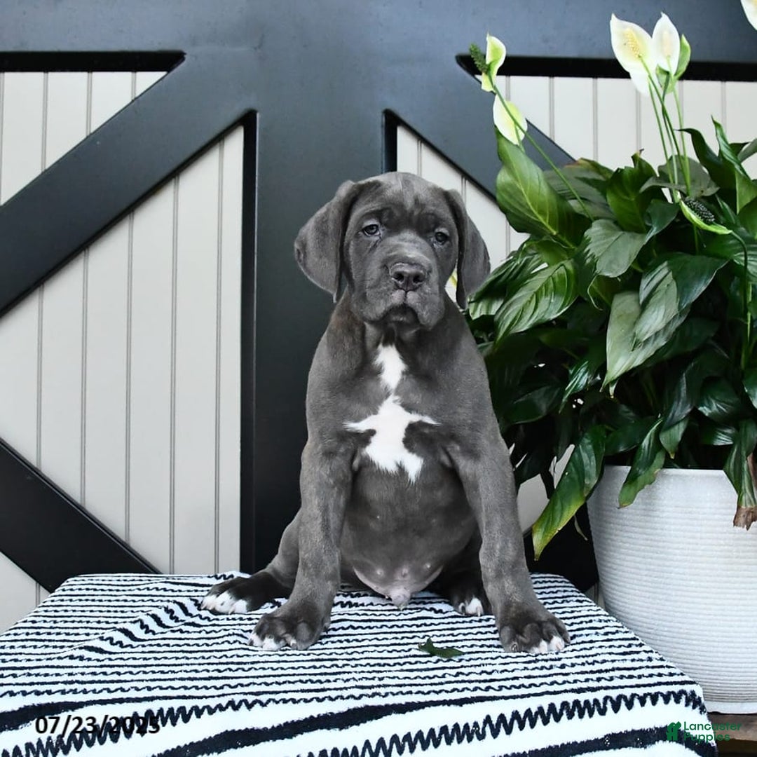 Cane Corso dogs for sale: Flash - Image 3