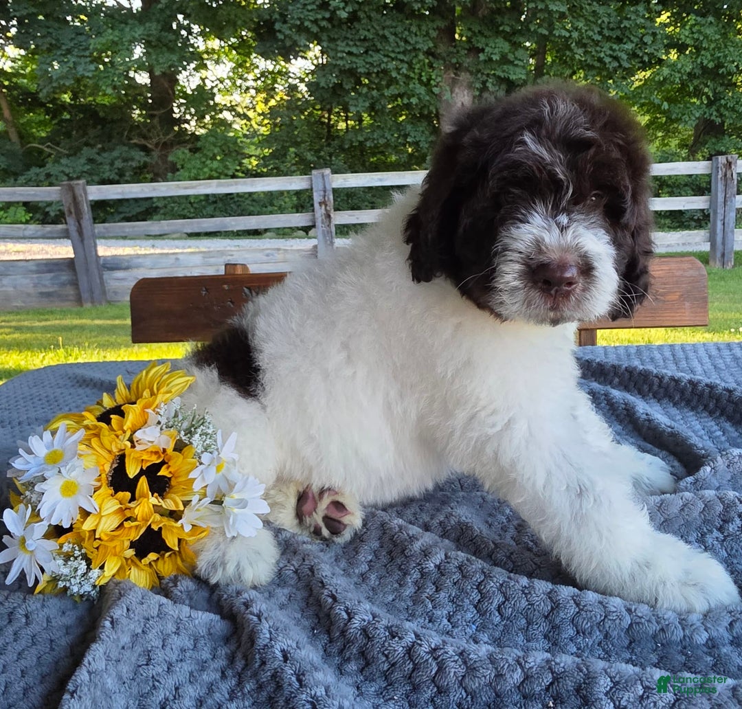 Newfypoo dogs for sale: Bernie - Image 4