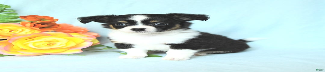 Otis
