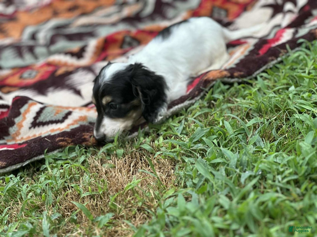Miniature Dachshund dogs for sale: Blitz - Image 6