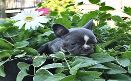 French Bulldog dogs for sale: Marjorie - Image 9