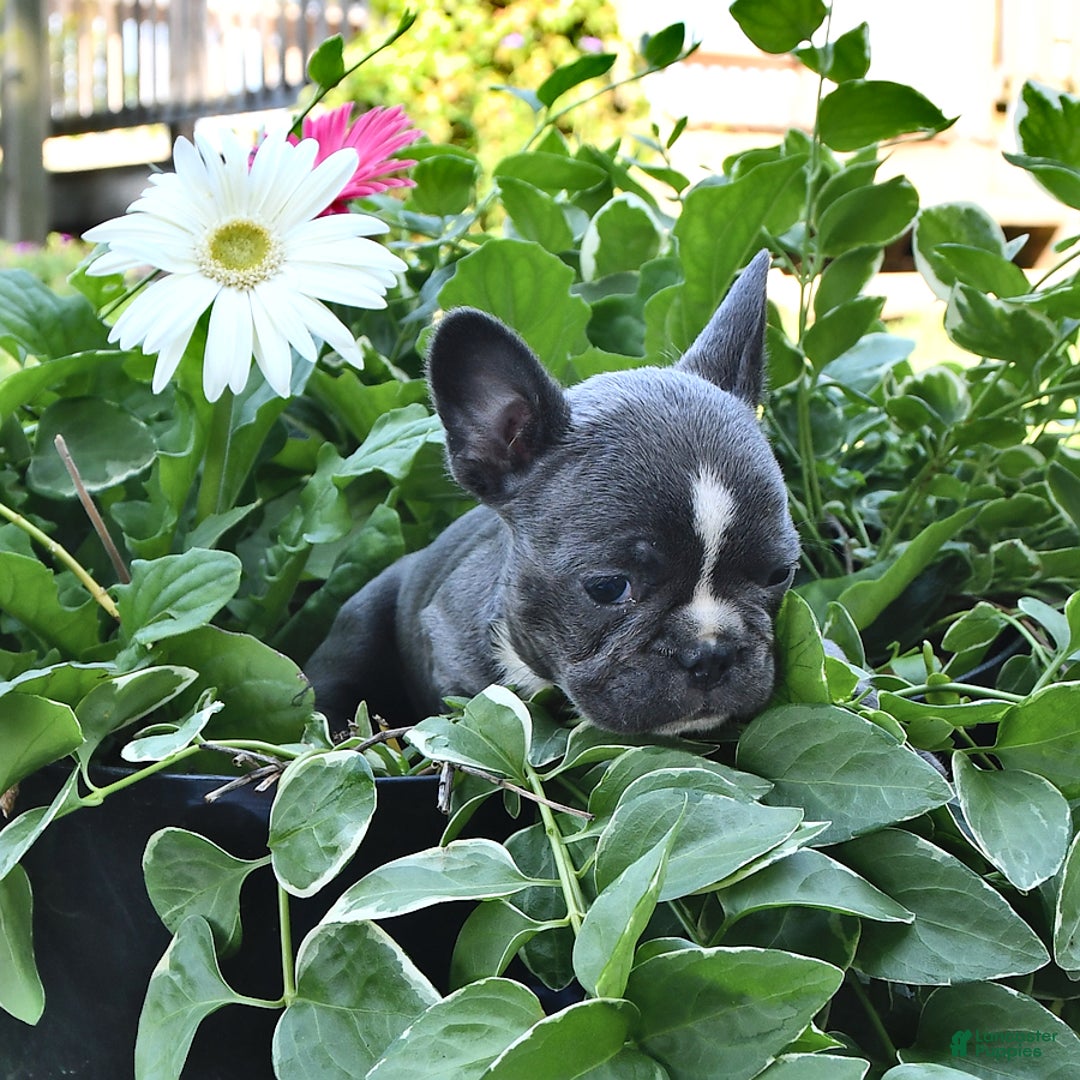 French Bulldog dogs for sale: Marjorie - Image 9