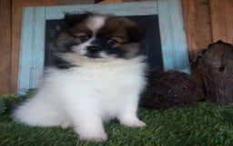 Pomeranian dogs for sale: Renzo - Image 2
