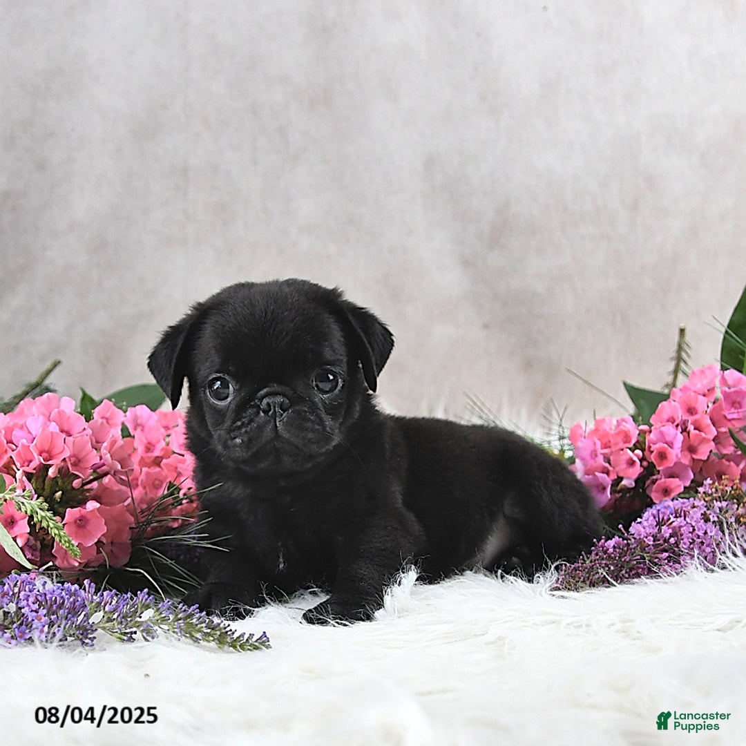 Pug dogs for sale: Santiago - Image 5