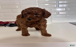 Toy Poodle dogs for sale: Daisy - Image 4