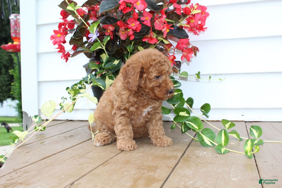 Mini Goldendoodle dogs for sale: Karly - Image 3