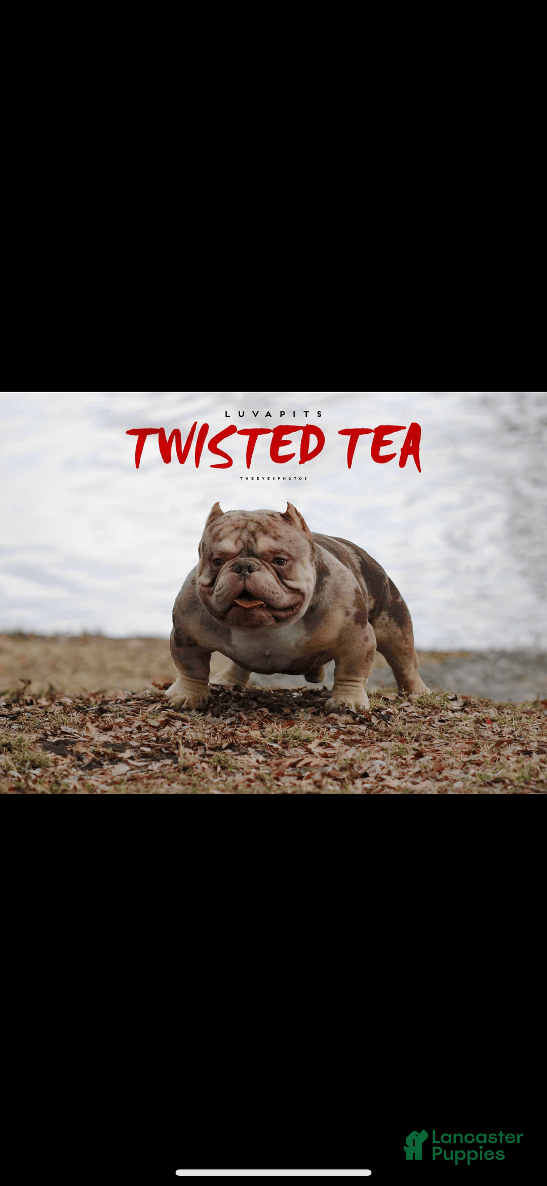 American Bully dogs for sale: EJ - Image 5