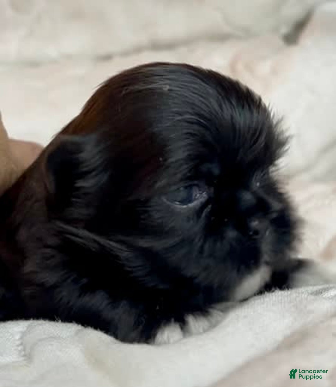 Shih Tzu dogs for sale: Beauty-mini - Image 3