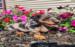 Miniature Dachshund dogs for sale: Delilah - Image 1