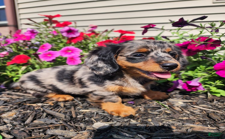 Miniature Dachshund dogs for sale - Ad 3