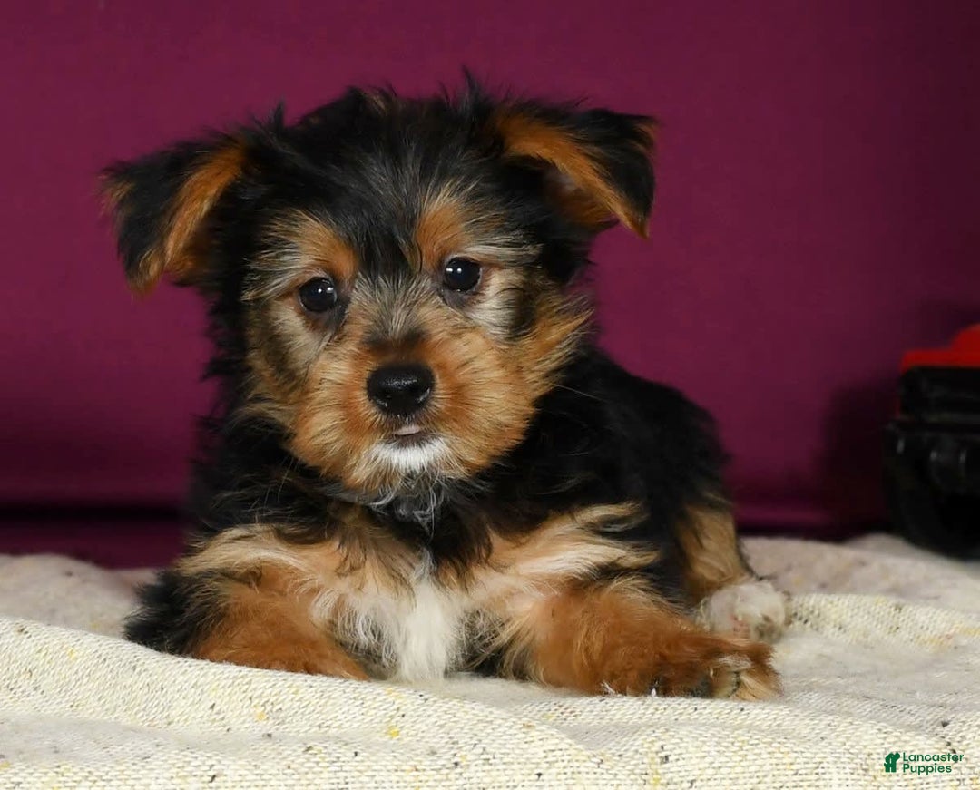 Yorkshire Terrier dogs for sale: Jimmy - Image 1