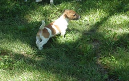 Jack Russell Terrier dogs for sale: Franklin - Image 7