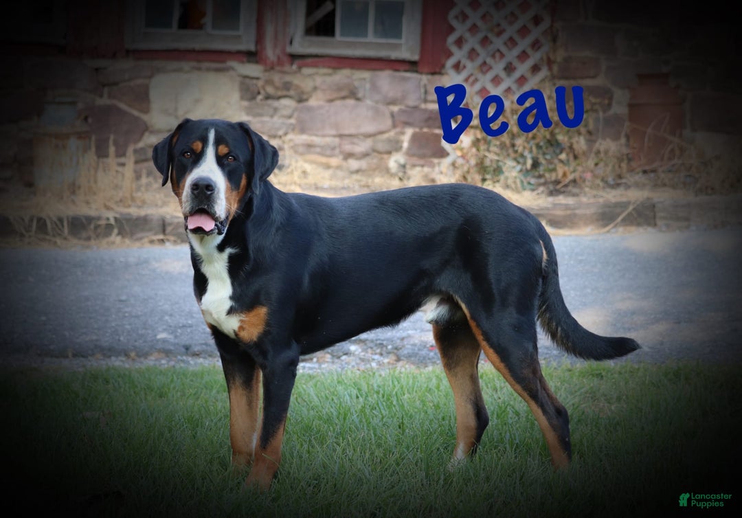 Greater Swiss Mountain Dog dogs for sale: Blossom - Image 8