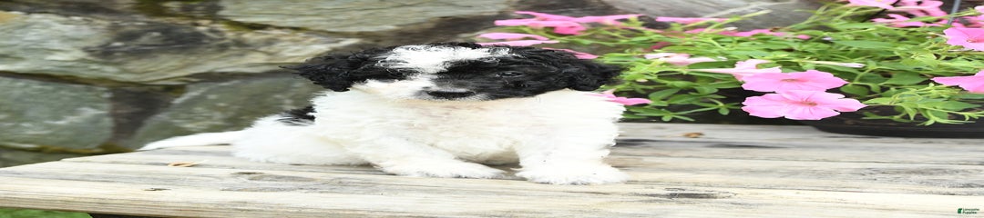 Sparky