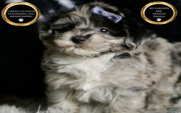 Maltipoo dogs for sale: Picasso - Image 2